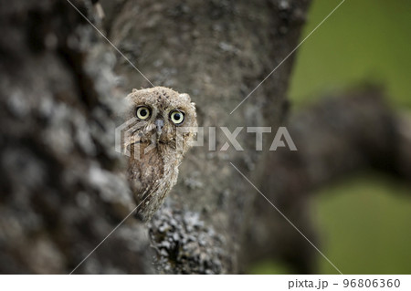 Scops Owl nesting, Otus scops, sitting on tree branch in the forest. Wildlife animal scene from nature. Little bird, owl close-up, nesting. Scops Owl nesting, Otus scops, sitting on tree branch in the forest. Wildlife animal scene from nature. Little bird, owl close-up, nesting. 96806360