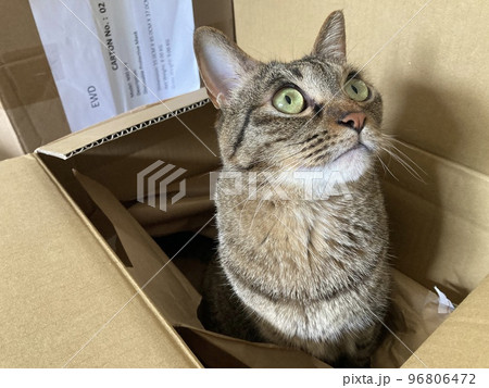 段ボールからニョキっと顔を出すキジトラの猫ちゃんです。 段ボールからニョキっと顔を出すキジトラの猫ちゃんです。 96806472
