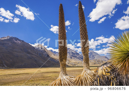 Puya de Raimondi Field and Valley of Carpa, Cordillera Blanca, Andes, Peru Puya de Raimondi Field and Valley of Carpa, Cordillera Blanca, Andes, Peru 96806676