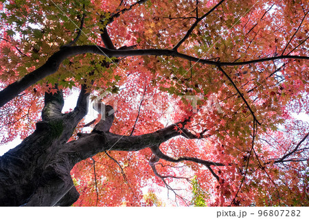 もみじの森 もみじの森 96807282