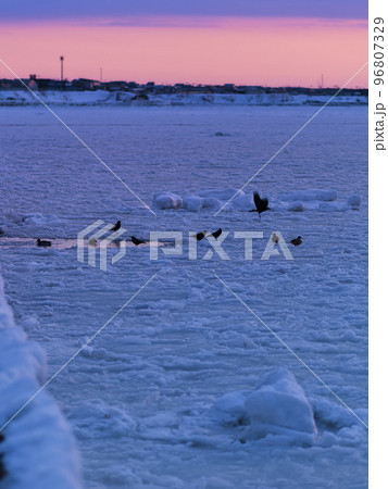 流氷に覆われた夕暮れ時の根室港 / Nemuro, Japan 96807329