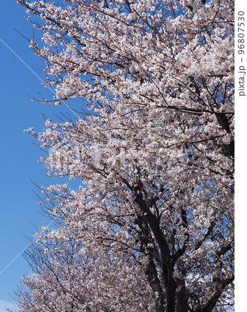 サクラ（春の行事・イベント等） 96807530