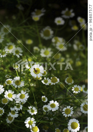 野原の白い花に止まるヒラタアブ 野原の白い花に止まるヒラタアブ 96807577