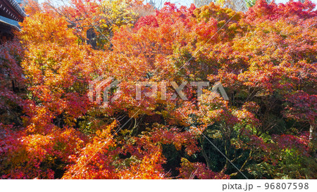 紅葉の谷 96807598