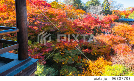 通天橋から紅葉の海 96807703