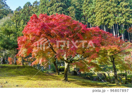 光を浴びて輝くカラフルなモミジの紅葉情景 光を浴びて輝くカラフルなモミジの紅葉情景 96807897