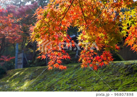 光を浴びて輝くカラフルなモミジの紅葉情景 光を浴びて輝くカラフルなモミジの紅葉情景 96807898