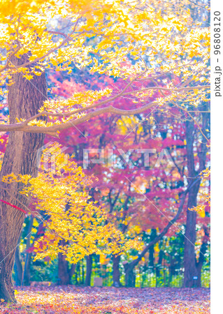 森林公園の秋 96808120