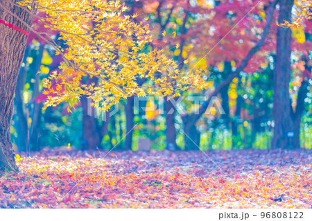 森林公園の秋 96808122