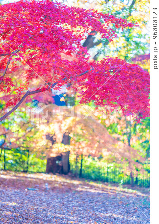 森林公園の秋 96808123