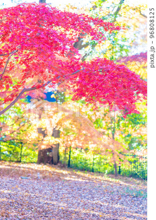 森林公園の秋 96808125