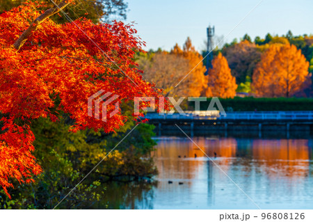 森林公園の秋 96808126