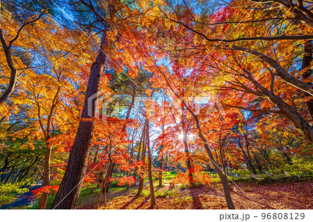 森林公園の秋 96808129