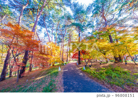 森林公園の秋 96808151