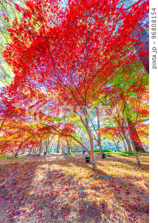 森林公園の秋 96808154
