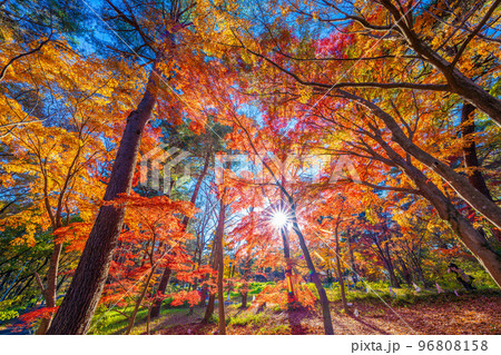 森林公園の秋 96808158