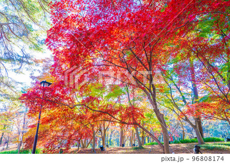 森林公園の秋 96808174