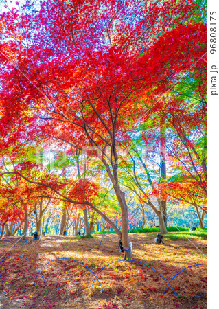 森林公園の秋 96808175