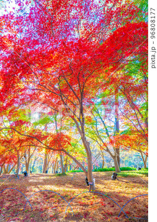森林公園の秋 96808177