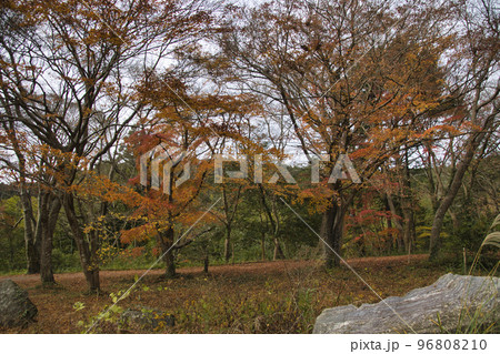 嵐山渓谷の美しい紅葉　埼玉県嵐山町 96808210