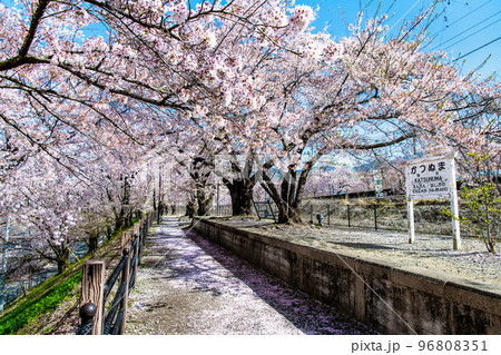 山梨県 甚六桜　～勝沼駅の旧プラットホーム～ 96808351