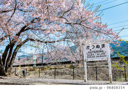 山梨県 甚六桜　～勝沼駅の旧プラットホーム～ 96808354