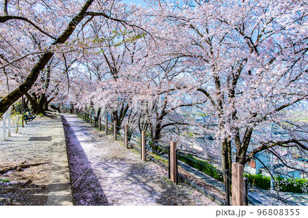 山梨県 甚六桜　～勝沼駅の旧プラットホーム～ 96808355