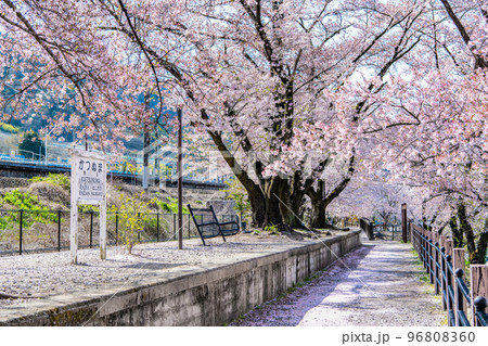 山梨県 甚六桜　～勝沼駅の旧プラットホーム～ 96808360