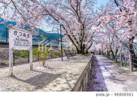 山梨県 甚六桜　～勝沼駅の旧プラットホーム～ 96808361