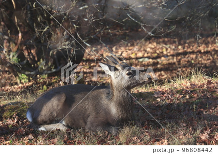 野生の二ホンジカ　鹿　野生動物　 96808442