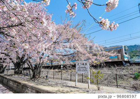 山梨県 甚六桜 ~勝沼駅の旧プラットホーム~ 山梨県 甚六桜 ~勝沼駅の旧プラットホーム~ 96808597