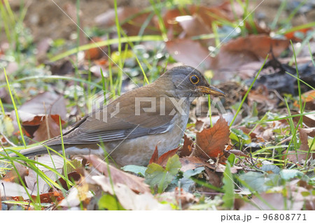 シロハラ 96808771