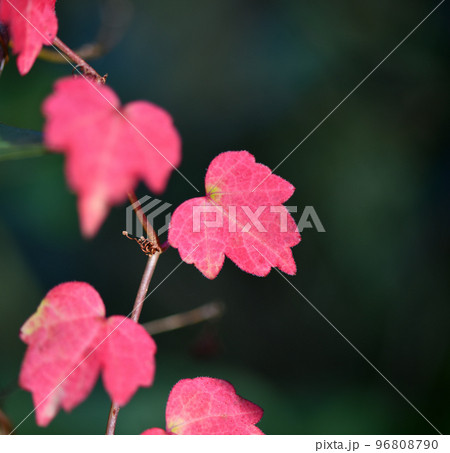 蔦の葉の紅葉 96808790