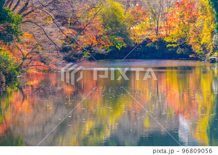 鎌北湖の紅葉 96809056