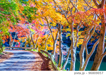 鎌北湖の紅葉 96809057