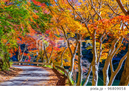 鎌北湖の紅葉 96809058