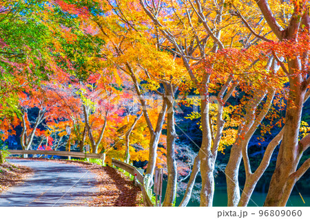 鎌北湖の紅葉 鎌北湖の紅葉 96809060