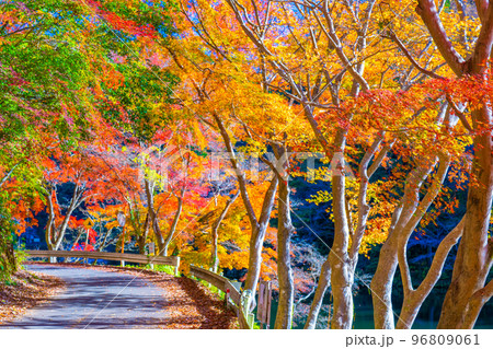 鎌北湖の紅葉 鎌北湖の紅葉 96809061