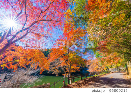 鎌北湖の紅葉 鎌北湖の紅葉 96809215