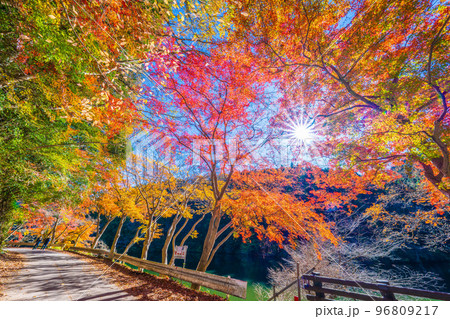 鎌北湖の紅葉 96809217