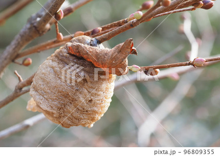 オオカマキリの卵 オオカマキリの卵 96809355