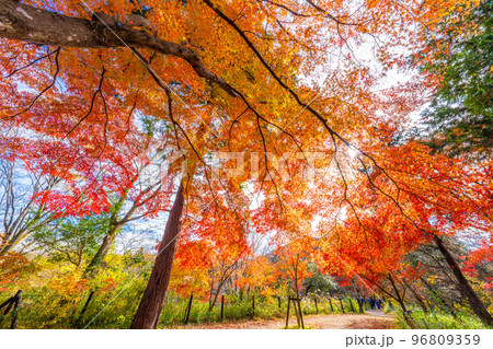 嵐山渓谷の紅葉 96809359