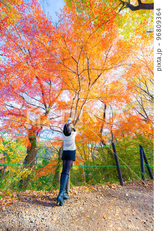 嵐山渓谷の紅葉 嵐山渓谷の紅葉 96809364