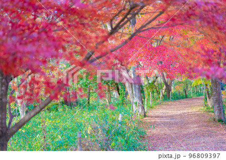 嵐山渓谷の紅葉 96809397