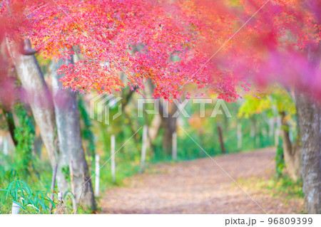 嵐山渓谷の紅葉 96809399