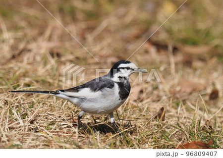 ハクセキレイ 96809407