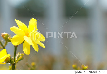 オウバイの花 96809408