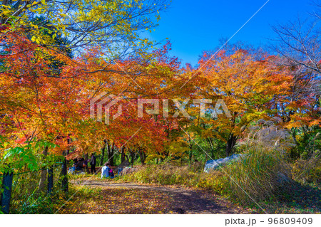 嵐山渓谷の紅葉 96809409