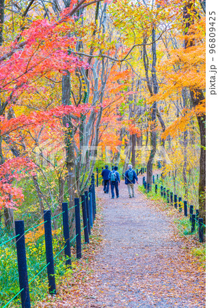嵐山渓谷の紅葉 嵐山渓谷の紅葉 96809425