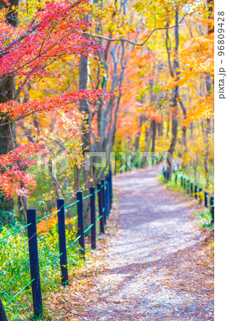 嵐山渓谷の紅葉 嵐山渓谷の紅葉 96809428